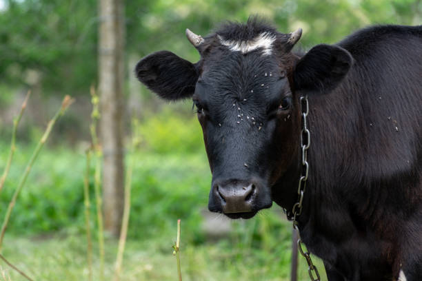 istock Cow with a lot of flies 1013708090