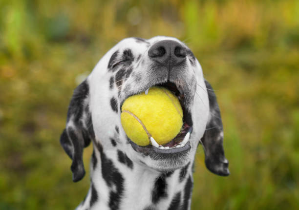 Cute dalmatian dog holding a ball in the mouth. Outdoor stock photo