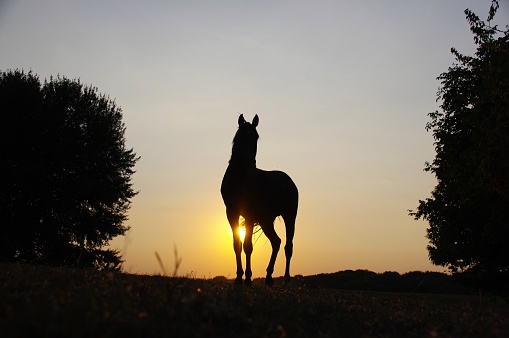 Grazing horse in sunset silhouette