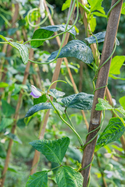 istock organic yard long bean planting 1013711252
