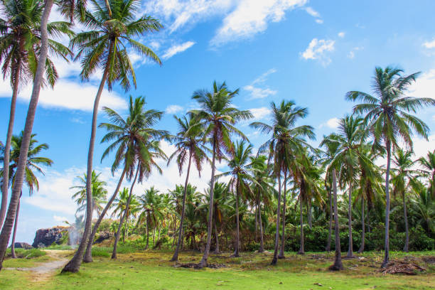 istock Palm trees on the green lawn 1013711382