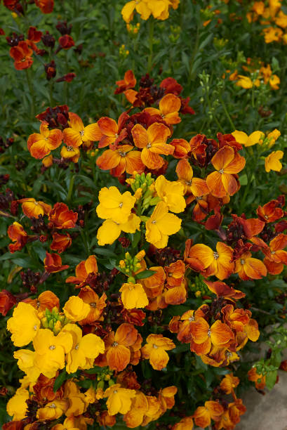 Erysimum cheiri Erysimum cheiri flowers cheiranthus cheiri stock pictures, royalty-free photos & images