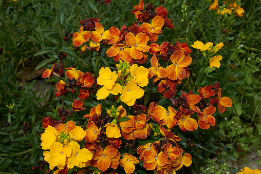 Erysimum cheiri flowers