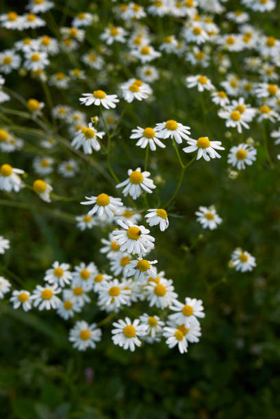 матрикария шамомилла - chamomile plant chamomile german chamomile annual стоковые фото и изображения