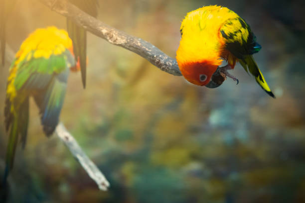 Two parrots - macaw tropical bird couple on nature background – Pantanal wetlands, Brazil