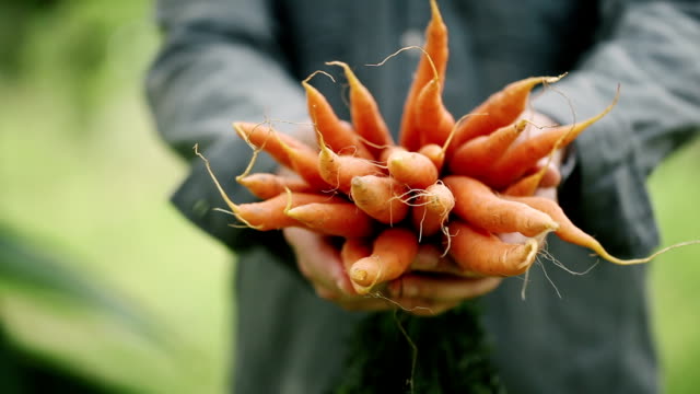 Bunch Of Organic Carrots In A Farmers Hand