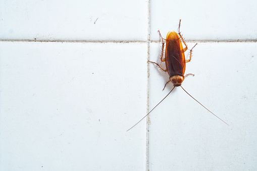 Cockroach crawling on white tile wall