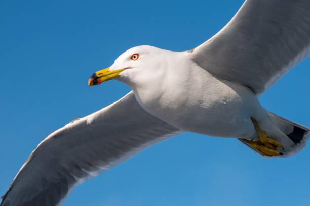 istock White dove flying on a blue sky background and clipping path. 1013718650