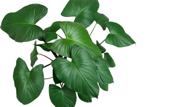 Heart shaped dark green leaves of Homalomena plant (Homalomena Rubescens) the tropical foliage houseplant isolated on white background, clipping path included. Heart shaped dark green leaves of Homalomena plant (Homalomena Rubescens) the tropical foliage houseplant isolated on white background, clipping path included. potted plant from above stock pictures, royalty-free photos & images