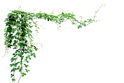 Uva de Bush o tres hojas de vid silvestre cayratia (Cayratia trifolia) liana hiedra planta arbusto, frontera de selva naturaleza marco aislado sobre fondo blanco, trazado de recorte incluido. photo