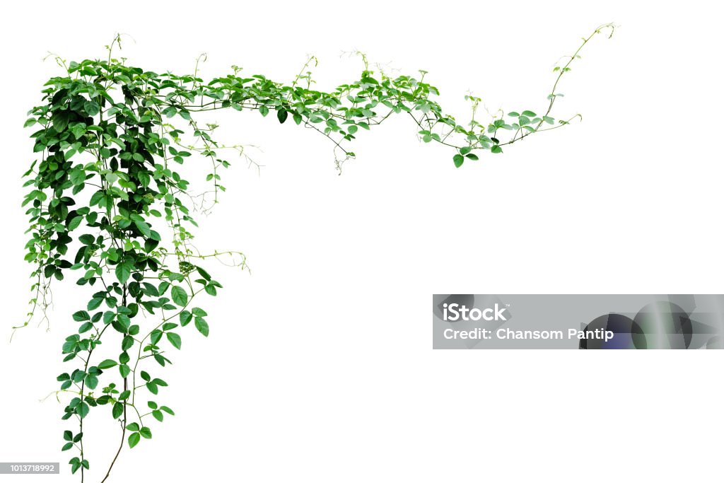 Bush grape or three-leaved wild vine cayratia (Cayratia trifolia) liana ivy plant bush, nature frame jungle border isolated on white background, clipping path included. Vine - Plant Stock Photo