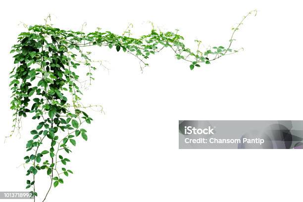 Bush Grape Or Threeleaved Wild Vine Cayratia Liana Ivy Plant Bush Nature Frame Jungle Border Isolated On White Background Clipping Path Included Stock Photo - Download Image Now