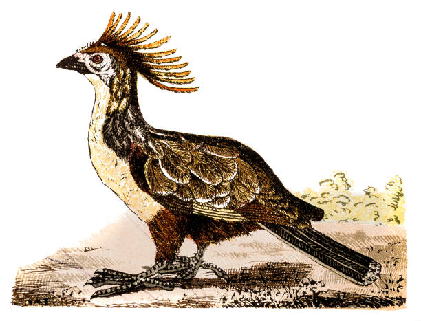 The hoatzin (Opisthocomus hoazin), also known as the reptile bird, skunk bird, stinkbird, or Canje pheasant Illustration of a The hoatzin (Opisthocomus hoazin), also known as the reptile bird, skunk bird, stinkbird, or Canje pheasant hoatzin stock illustrations