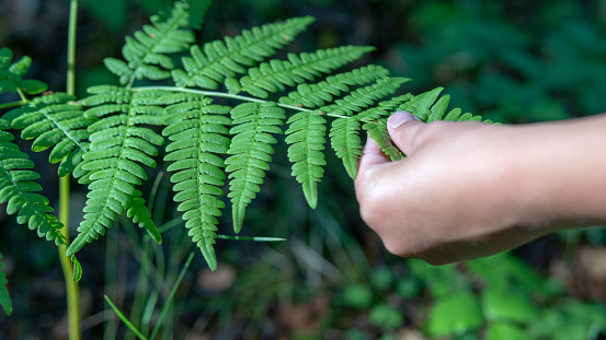 Hand touching green fern