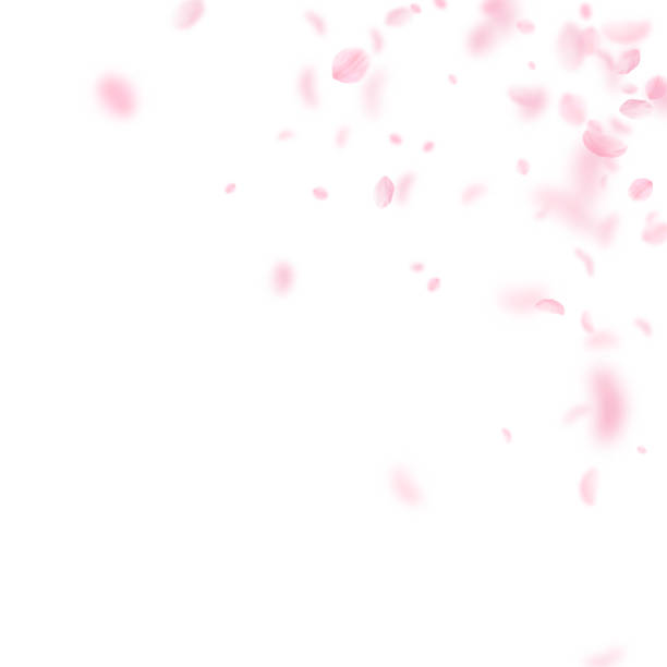 sakura blütenblätter fallen. romantische rosa blumen ecke. fliegende blüten auf weißem quadratischen grund. - blütenblatt stock-grafiken, -clipart, -cartoons und -symbole