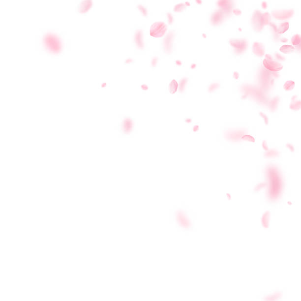 ilustraciones, imágenes clip art, dibujos animados e iconos de stock de pétalos de sakura caen hacia abajo. esquina de flores de color rosa romántico. volar pétalos en fondo cuadrado blanco. - fool