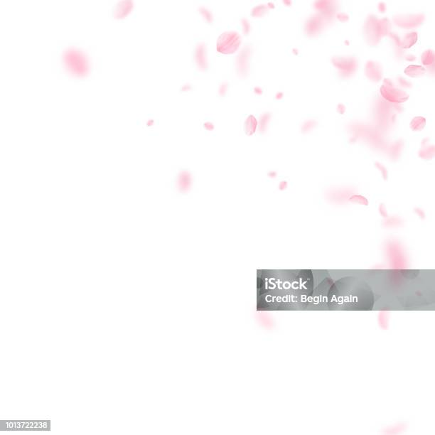 Sakura Petals Falling Down Romantic Pink Flowers Corner Flying Petals On White Square Background - Arte vetorial de stock e mais imagens de Flor de cerejeira