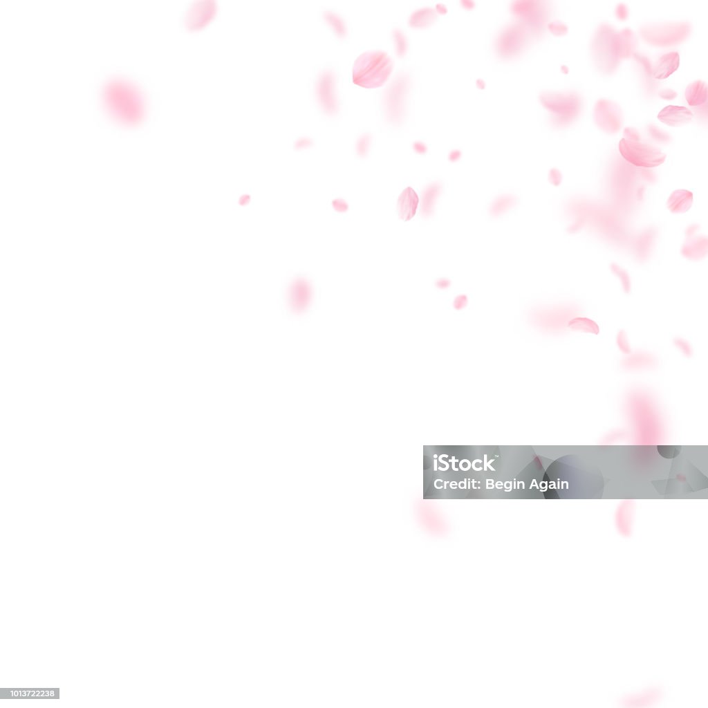 Những Cánh Hoa Anh Đào Rơi Xuống Góc Hoa Màu Hồng Lãng Mạn Cánh ...