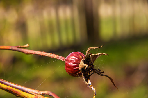 Dry old rose hip from last year, berry is dry and has a wrinkled appearance.
