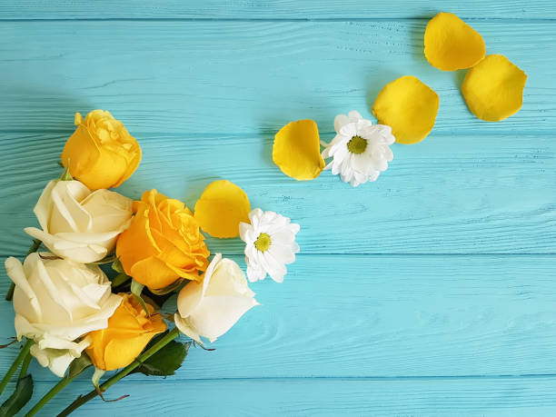 istock yellow rose on a blue wooden background, frame 1013734754