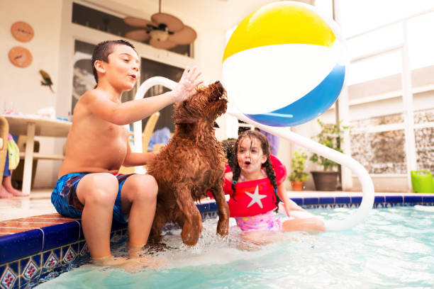 young children and pet dog playing in the pool. young children and pet dog playing in the pool. hitting a beach ball and playing keep away with their pet dog. dog swimsuit stock pictures, royalty-free photos & images
