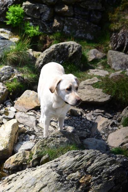 istock Labrador Retriever in the Lake District 1013740012