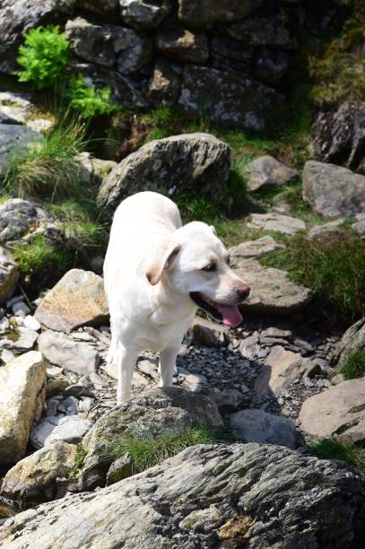 istock Labrador Retriever in the Lake District 1013740250