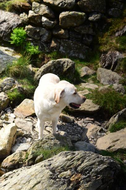 istock Labrador Retriever in the Lake District 1013740342