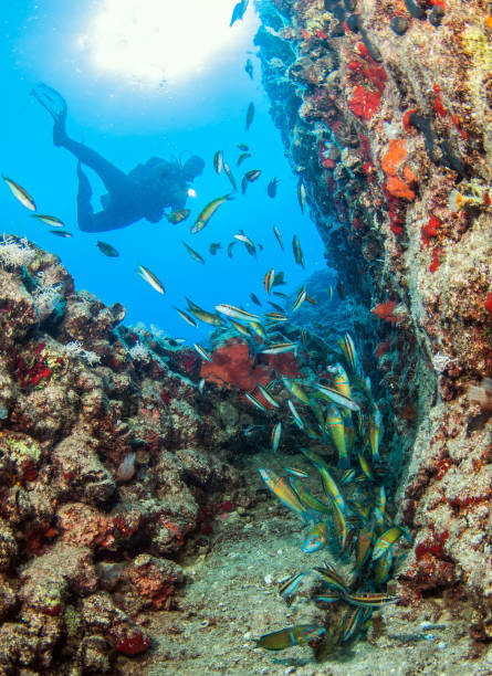 plongée sous-marine à kas, turquie - kas photos et images de collection