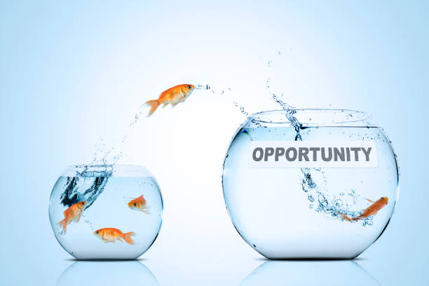 istock Goldfish moving out to aquarium with opportunity text 1013740600