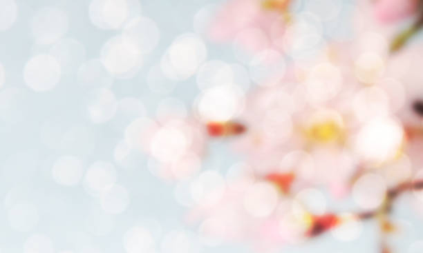 istock Spring, summer background. Blurred blossom with bokeh 1013740860