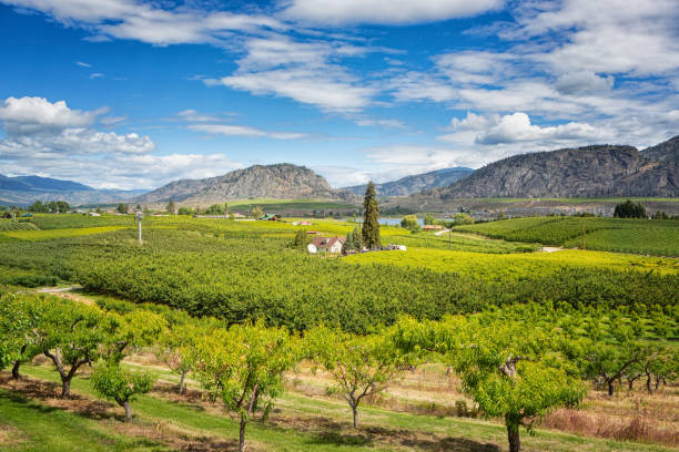istock Orchard at Osoyoos Lake, British Columbia, Canada 1013741770