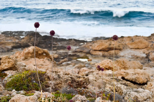 istock Coast sea. Wild rock beach. The natural rock formation covered with sparse mountain vegetation. Surf in the summer on the rocky coast of the island 1013743202