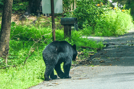Sharon, Connecticut USA August 1, 2018 A wild bear by the side of the road.