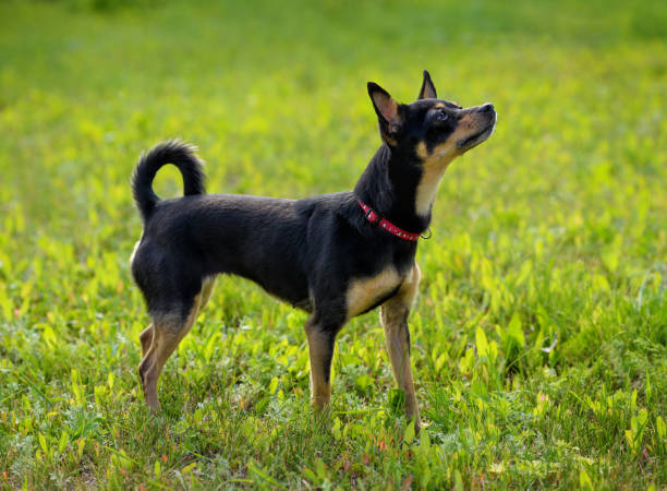 Toy Terrier Toy terrier on the spring grass russkiy toy stock pictures, royalty-free photos & images