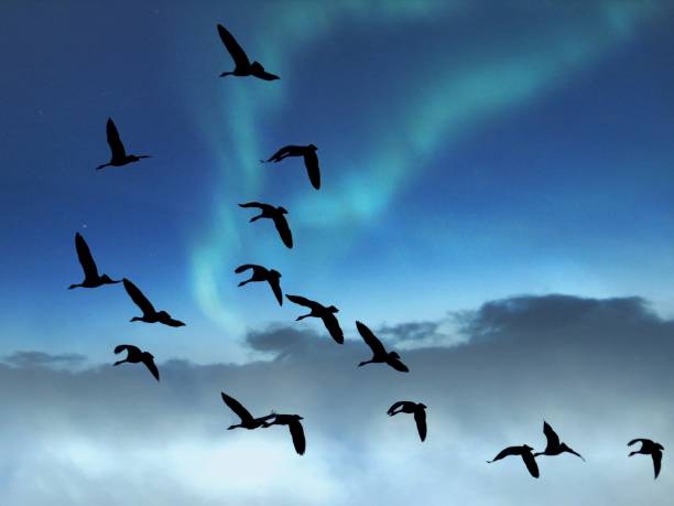 Clearly no more room at the urban roosting many and more pigeon at dusk with a dramatic sky mersin turkey