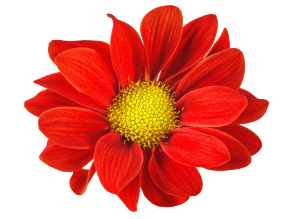istock red flower in isolation on a white background 1013774338