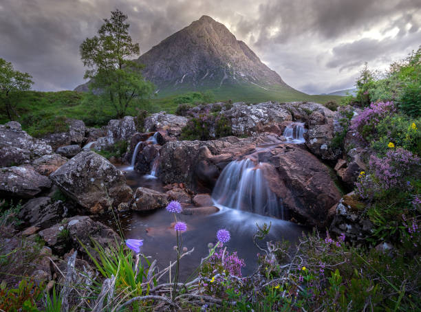 Glencoe - Buachaille Etive Mor This was shot at the end of July 2018 when the heather and flowers were in bloom. Just adds a subtle touch to a rather iconic photograph. glencoe scotland photos stock pictures, royalty-free photos & images