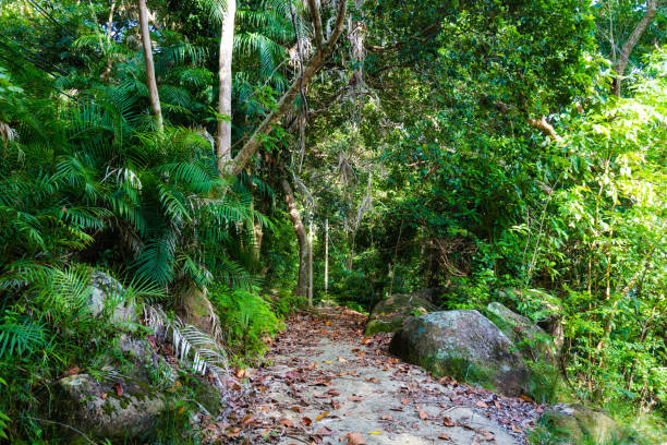 istock Jungle trekking on Tioman island 1013777094