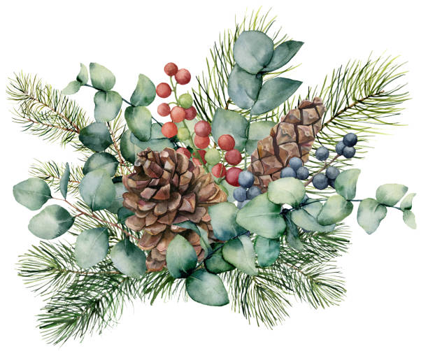 ユーカリの葉、円錐形、モミ枝の果実と水彩の花束。手描き緑ブランチ、赤および白い背景の青い果実が分離されました。デザイン、印刷のイラストや背景。 - pine tree pine cone branch isolated点のイラスト素材／クリップアート素材／マンガ素材／アイコン素材