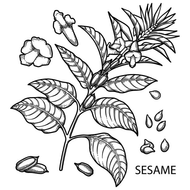 1/2'3/4'2'1/2' rgb - sesame stock illustrations