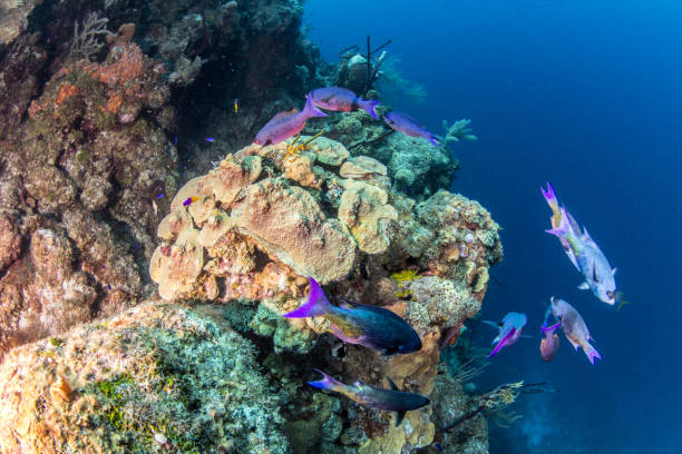 istock Scuba diving in Belize 1013785068