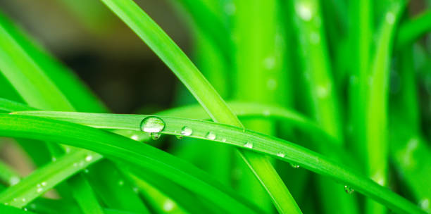 istock Green background with grass. Water drops on the green grass. 1013785188