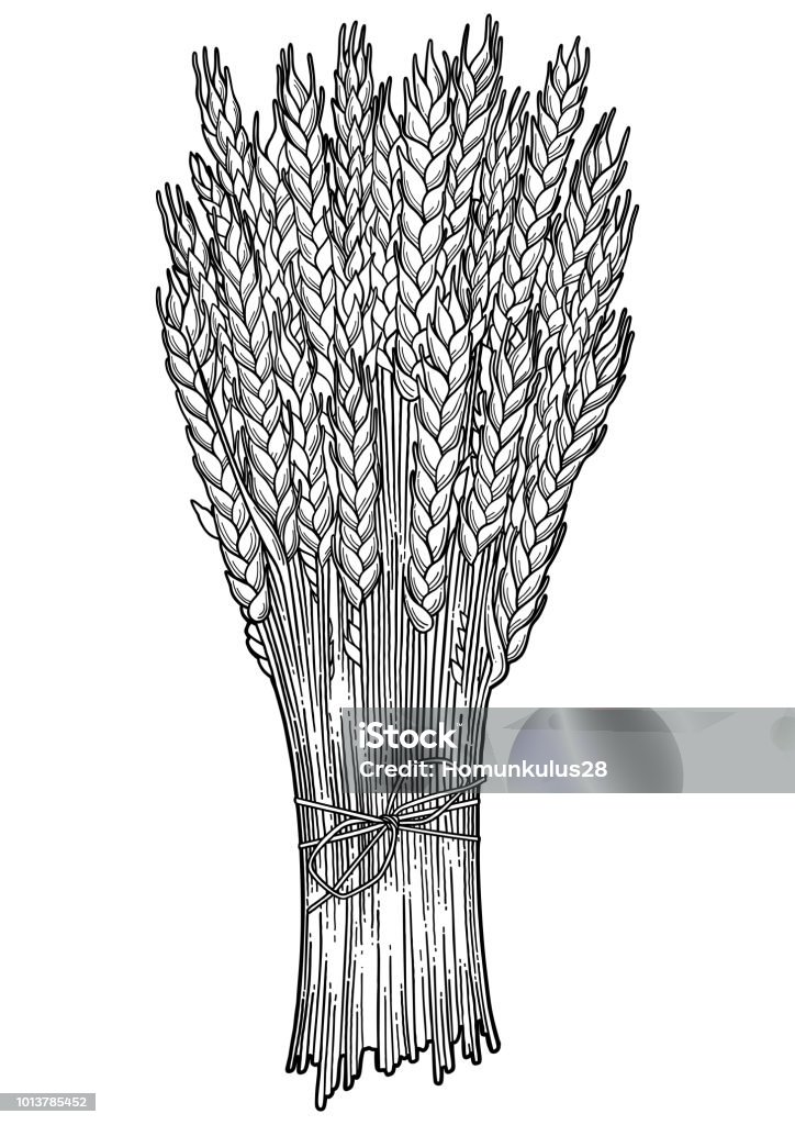 11FD2B14-D2BF-482D-81BB-3ADD50C1B214 Graphic malt bunch isolated on white backgrund. Vector illustration with cereals drawn in engraving technique. Coloring book page design Agriculture stock vector