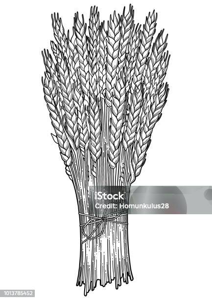 11fd2b14d2bf482d81bb3add50c1b214 Stock Illustration - Download Image Now - Agriculture, Alcohol - Drink, Art