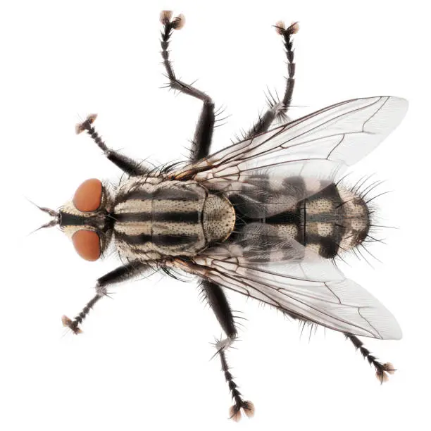 A macro shot of fly isolated on white background. Top view of house fly insect