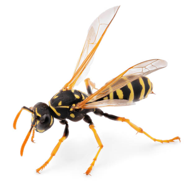 istock Close up of wasp isolated on white background 1013788240