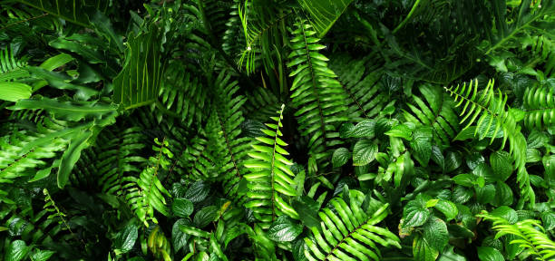 istock Vertical garden with tropical green leaf, contrast 1013788938
