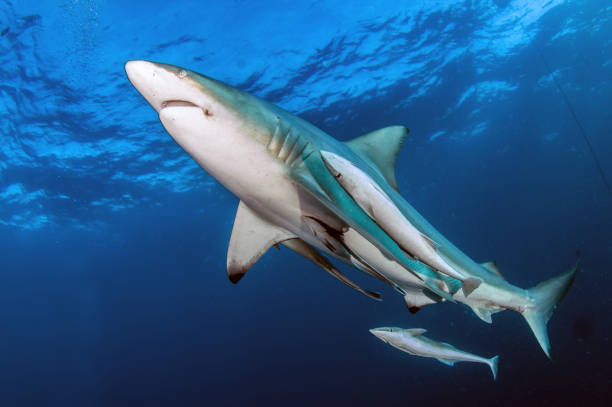 istock Blacktip reef sharks in South Africa 1013789124