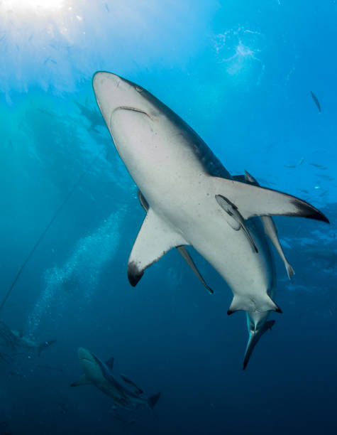 istock Blacktip reef sharks in South Africa 1013789226